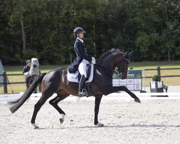 stallion Franklin (KWPN (Royal Dutch Sporthorse), 2010, from Ampère)