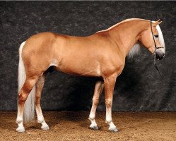 stallion Walzertraum (Haflinger, 2007, from liz. 280/T Wolfgang)