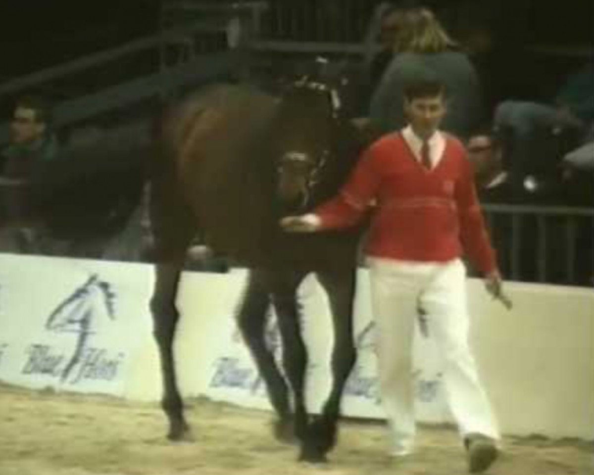 Deckhengst Liberty Dane (Dänisches Warmblut, 1990, von Lancier)