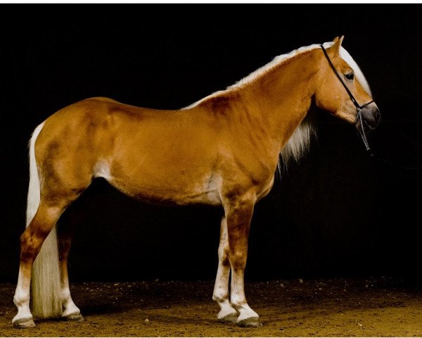 Pferd Nordlicht (Haflinger, 2013, von Nostalgie)