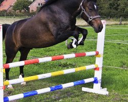 dressage horse Paul 723 (New Forest Pony, 2007, from Snippeling Boy)