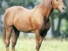 stallion Bellouet (FR) (French Trotter, 1967, from Paleo (FR))