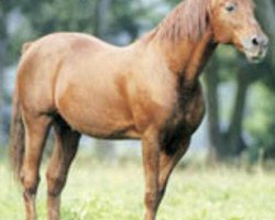 stallion Bellouet (FR) (French Trotter, 1967, from Paleo (FR))