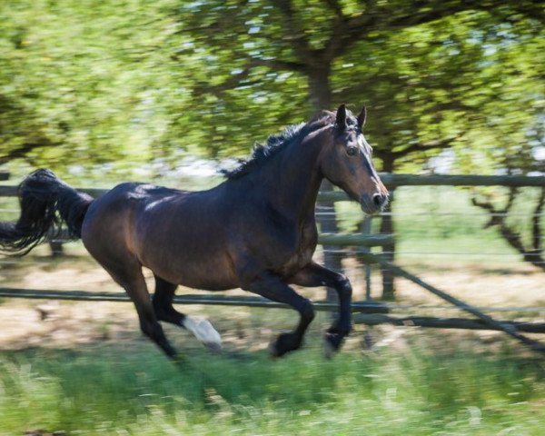 Zuchtstute Peggy 678 (Deutsches Reitpony, 2003, von Renoir)