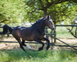 broodmare Peggy 678 (German Riding Pony, 2003, from Renoir)