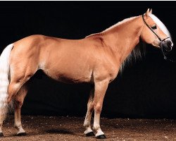 stallion Nostalgie (Haflinger, 2009, from Nordtirol)