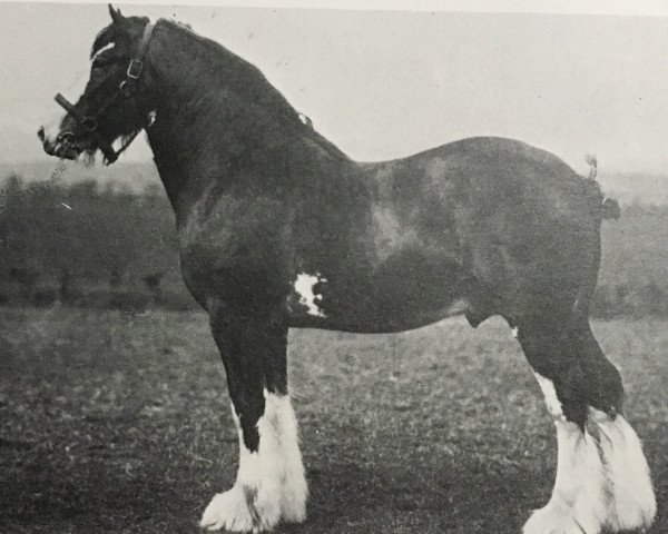 Deckhengst Apukwa (Clydesdale, 1906, von Hiawatha 10067)