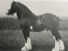 Deckhengst Apukwa (Clydesdale, 1906, von Hiawatha 10067)