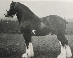 Deckhengst Apukwa (Clydesdale, 1906, von Hiawatha 10067)