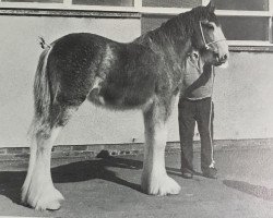 Deckhengst Greendykes Excelsior Again (Clydesdale, 1976, von Doura Excelsior)