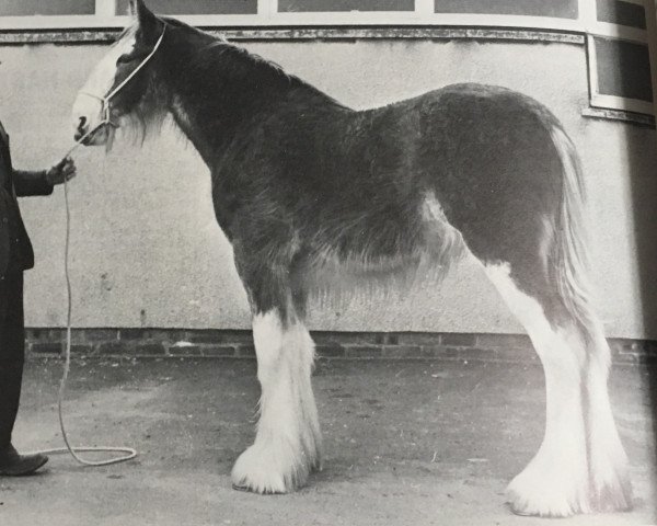 Zuchtstute Balgreen Dollar Princess (Clydesdale, 1976, von Doura Excelsior)