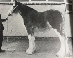 broodmare Balgreen Dollar Princess (Clydesdale, 1976, from Doura Excelsior)