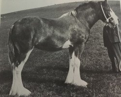 Zuchtstute Doura Sweet Melody (Clydesdale, 1970, von Doura Excelsior)