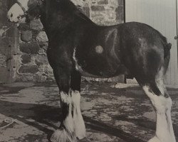 Deckhengst Doura Aristocrat (Clydesdale,  , von Torrs Renown)