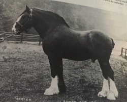 Deckhengst Silver Cup (Clydesdale, 1899, von Baron's Pride 9122)