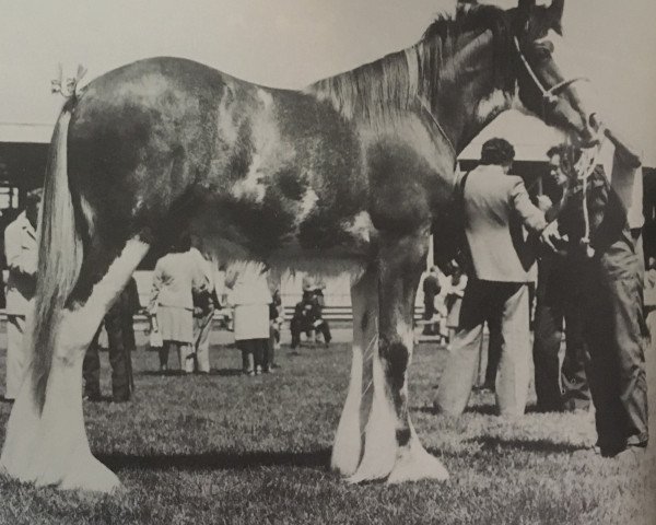 Deckhengst Bardrill Bellringer (Clydesdale, 1976, von Bardrill Enterprise)