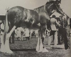 stallion Bardrill Bellringer (Clydesdale, 1976, from Bardrill Enterprise)