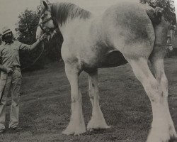 horse Ayton Earl (Clydesdale,  )