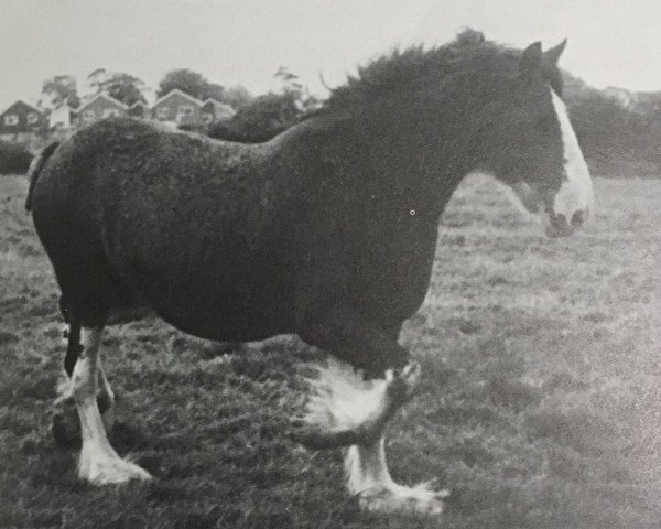 broodmare Ayton Jacqueline (Clydesdale,  , from Doura Perfection)