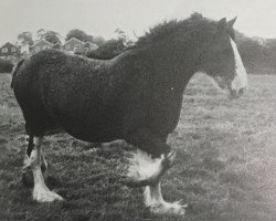 Zuchtstute Ayton Jacqueline (Clydesdale,  , von Doura Perfection)