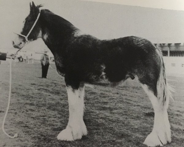 stallion Doura Stepping Stone (Clydesdale, 1977, from Doura Masterstroke)