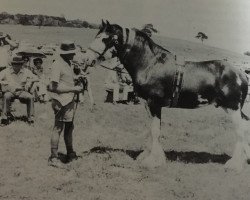 horse Valmont Brigadoon (Clydesdale, 1974, from Balwill Select)