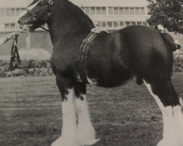 Deckhengst Balwill Select (Clydesdale, 1966, von Doura Perfection)