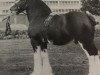 stallion Balwill Select (Clydesdale, 1966, from Doura Perfection)