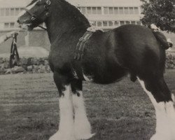 stallion Balwill Select (Clydesdale, 1966, from Doura Perfection)