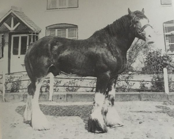 stallion Millisle Commander (Clydesdale, 1969, from Muirton Security)