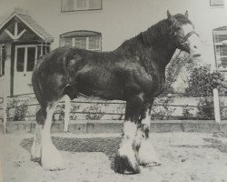 Deckhengst Millisle Commander (Clydesdale, 1969, von Muirton Security)