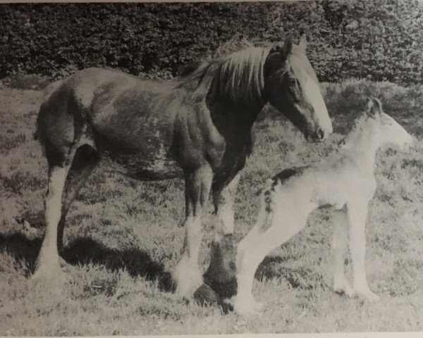 broodmare Shaws Arlene (Clydesdale, 1969, from Doura Excelsior)
