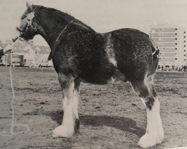 Pferd Ron (Clydesdale, 1976, von Doura Excelsior)