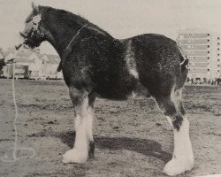 horse Ron (Clydesdale, 1976, from Doura Excelsior)