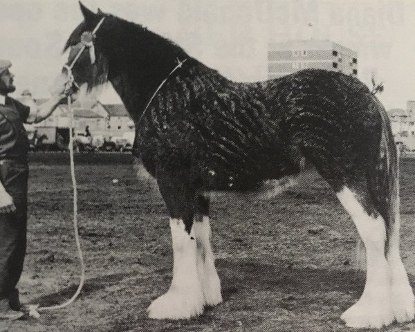 horse Campford Jubilee Majestic (Clydesdale, 1977, from Doura Masterstroke)