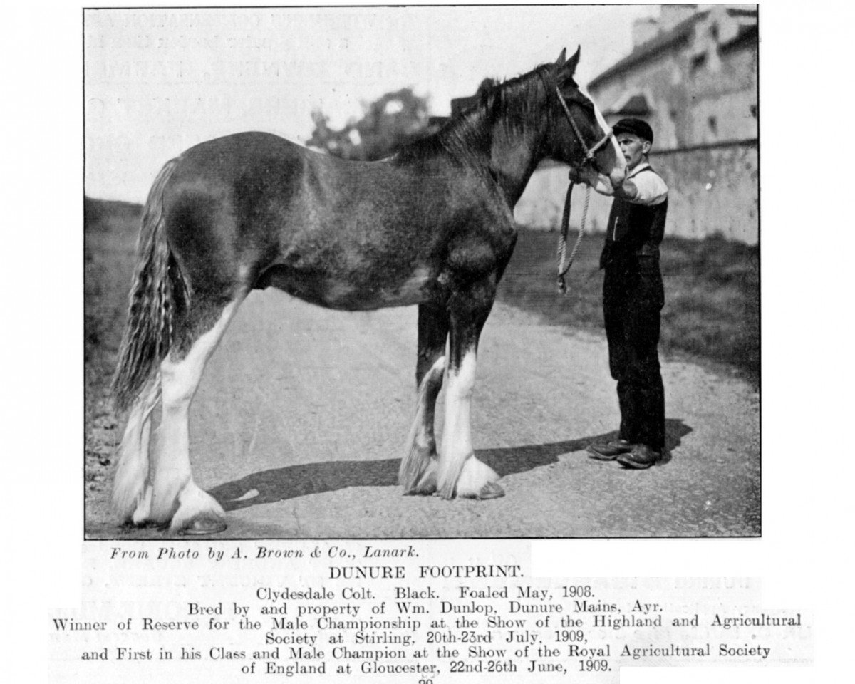 stallion Dunure Footprint 15203 (Clydesdale, 1908, from Baron of Buchlyvie)