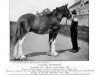 stallion Dunure Footprint 15203 (Clydesdale, 1908, from Baron of Buchlyvie)