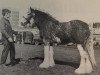 stallion Balgreen Ambition (Clydesdale, 1978, from Torrs Headline)