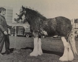 stallion Balgreen Ambition (Clydesdale, 1978, from Torrs Headline)