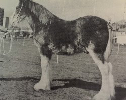 stallion Greendykes Masterpiece (Clydesdale, 1979, from Doura Masterstroke)