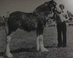 Zuchtstute Roes Hall Heather (Clydesdale, 1979, von Roes Hall Favourite)