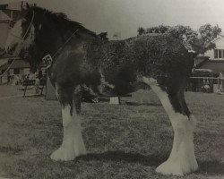 Zuchtstute Lady Katherine (Clydesdale, 1977, von Torrs Concorde)