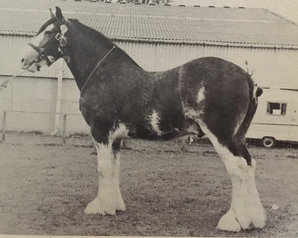 horse Director (Clydesdale, 1977, from Broom Sovereign)