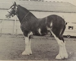 Pferd Director (Clydesdale, 1977, von Broom Sovereign)