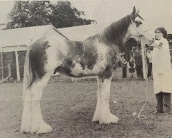 Deckhengst Royal Concorde (Clydesdale, 1979, von Royal Bon-Accord)