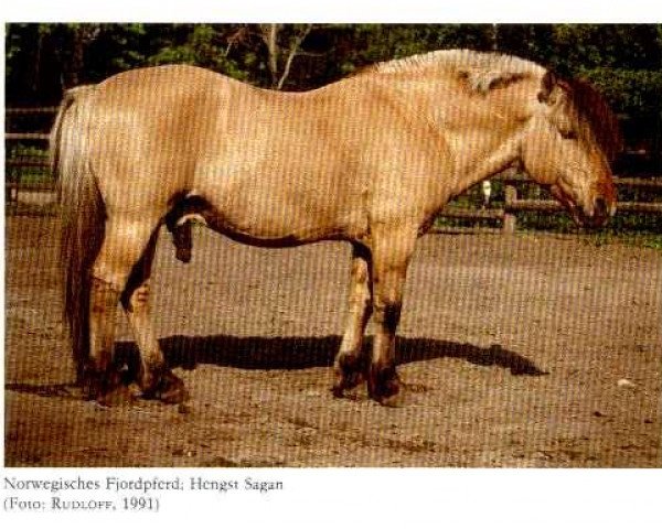 stallion Sagan B 60 (Fjord Horse, 1971)