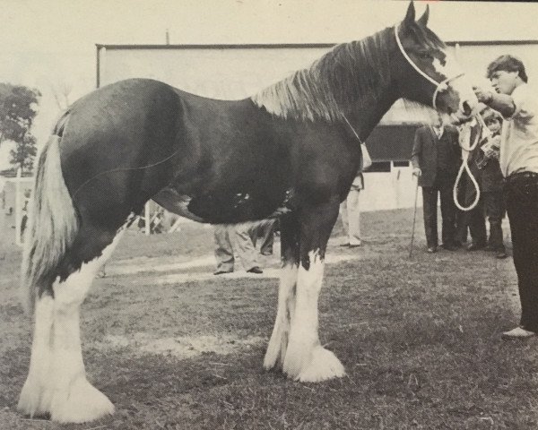 Zuchtstute Hayston Alanna (Clydesdale, 1979, von Doura Masterstroke)