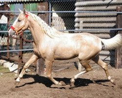 horse Goloso 9 (Lusitano, 2015)