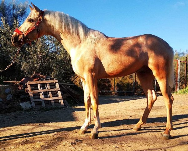 Pferd BONGO III (Pura Raza Espanola (PRE), 2016)