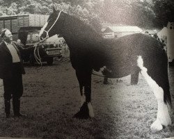 Zuchtstute Deystone Lady Jane (Clydesdale, 1978, von Broom Chancellor)